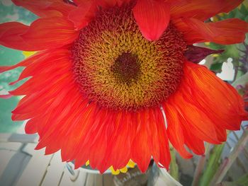 Close-up of red flower blooming outdoors