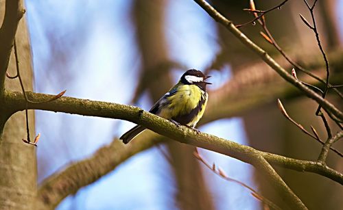 Low angle view of bird perching on branch