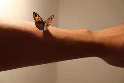 butterfly