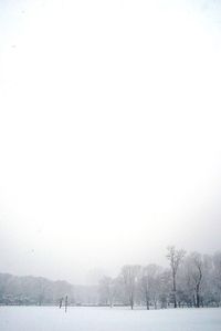 Bare trees on snow covered field