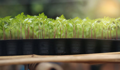 Close-up of potted plant