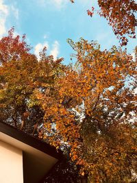 Low angle view of maple tree against sky