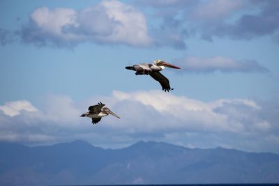 Low angle view of seagulls flying in sky