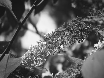 Close-up of frozen plant during winter