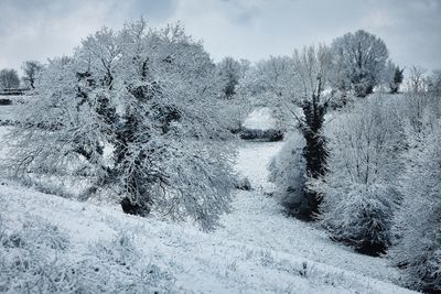 Trees on snow covered landscape