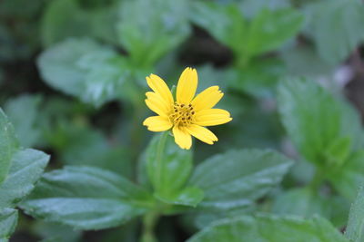 Close-up of yellow flower blooming outdoors