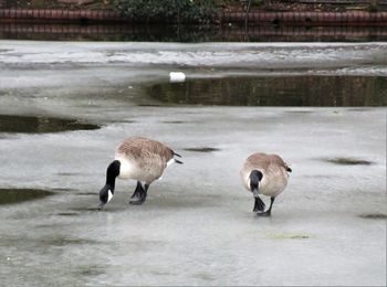 Ducks in lake