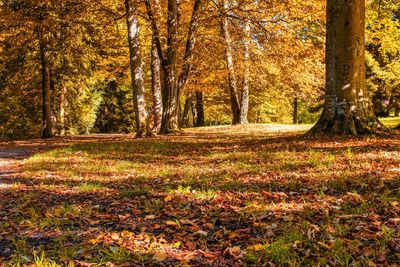 View of autumn trees in forest