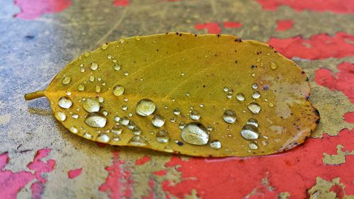 High angle view of wet leaves