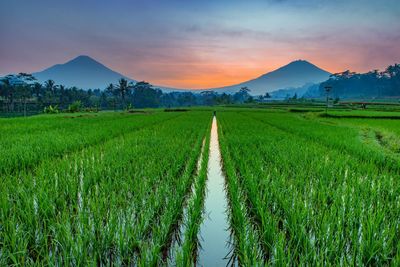 Scenic view of agricultural field against sky during sunset