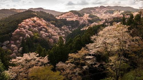 High angle view of trees and mountains against sky