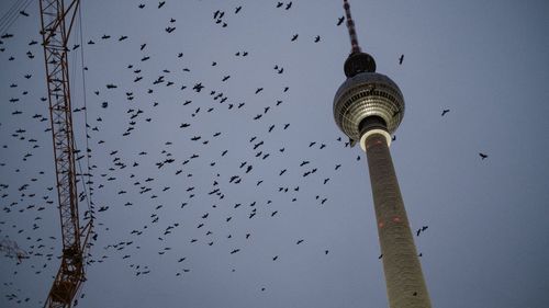 Low angle view of birds flying against sky