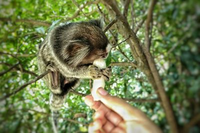 Close-up of hand holding squirrel against trees