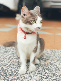 Cat sitting on floor