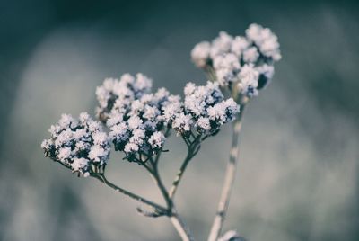 Close-up of white flowers on tree