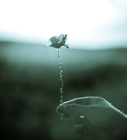 Close-up of hand holding leaf against sky