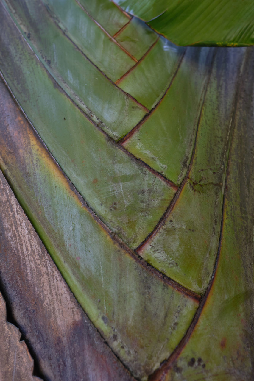 FULL FRAME SHOT OF FRESH LEAVES