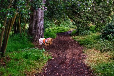 Dog in forest