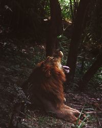 Dog in forest