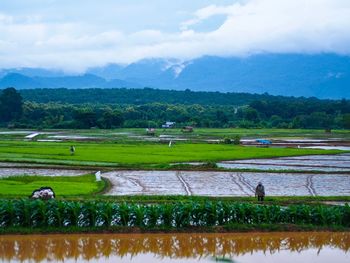 Scenic view of agricultural field against sky