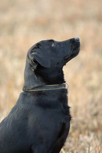Close-up of black dog sitting on field