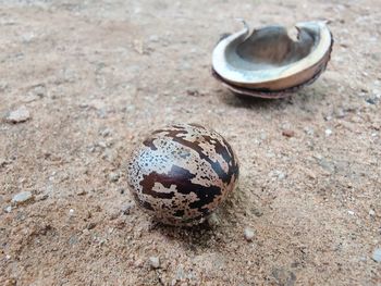 High angle view of shell on sand