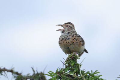 Low angle view of bird perching on branch against clear sky