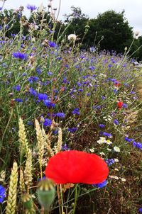 Close-up of purple flowers blooming in field