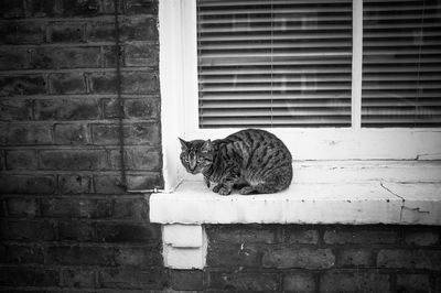 View of cat on windowsill