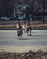 View of birds on road