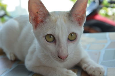 Close-up portrait of cat