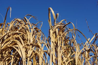 Low angle view of dry plants on field against clear blue sky