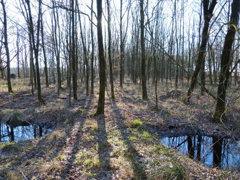 Bare trees in forest