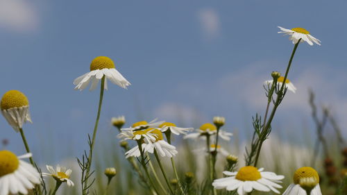 Close-up of yellow flowering plant on field