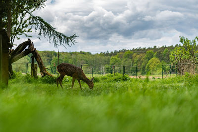 View of a horse on field