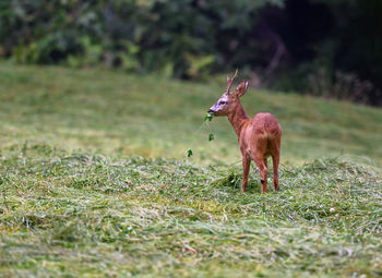 Deer in a field