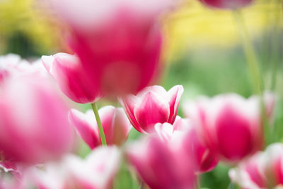 Close-up of pink tulip
