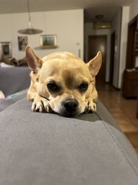 pet