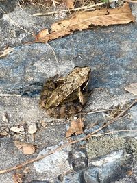Close-up of lizard on rock