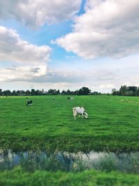 Sheep grazing in a field