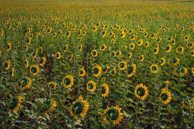 Scenic view of sunflower field