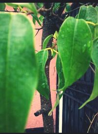 leaf