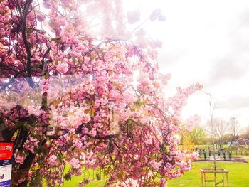 Pink flowers blooming in park