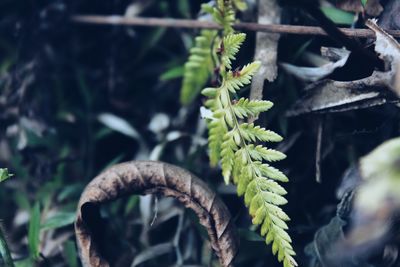 Close-up of plant