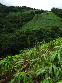 Scenic view of agricultural landscape