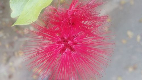 Close-up of red flower