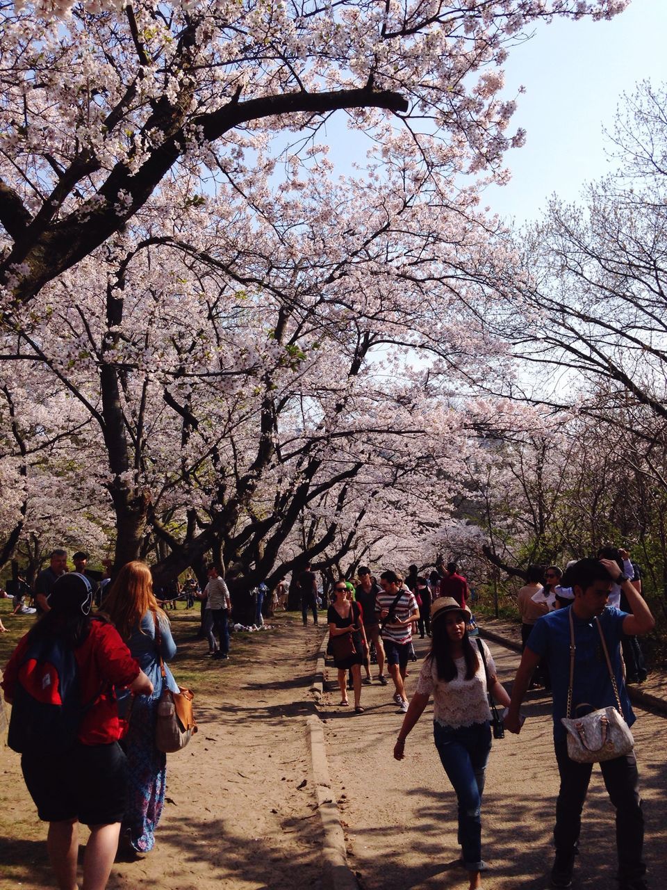 tree, lifestyles, men, person, leisure activity, walking, large group of people, rear view, togetherness, branch, full length, cherry tree, mixed age range, cherry blossom, nature, growth, the way forward, day, flower