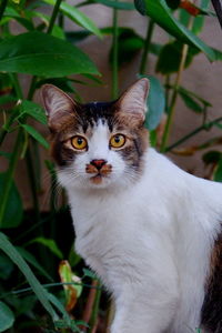 Close-up portrait of cat by plant