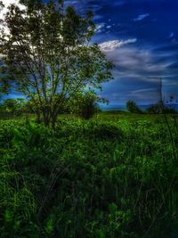 Trees on field against sky