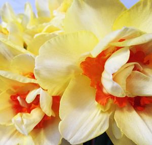 Close-up of yellow rose